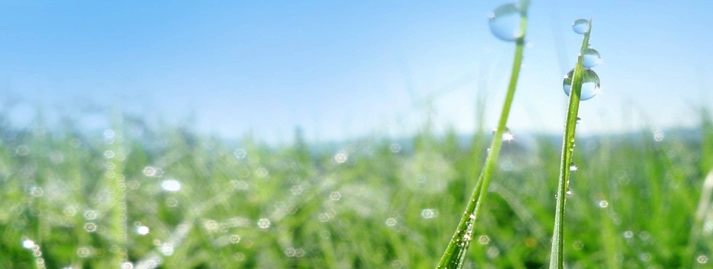 healthy irrigated residential lawn with sprinkler system